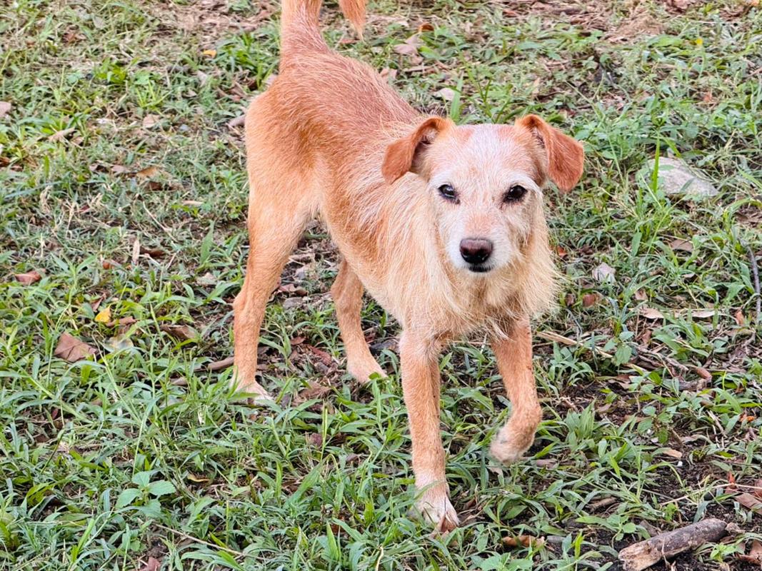 DIBEA e GOR realizam feirinha de adoção especial no dia 16 com cães acolhidos pelo município