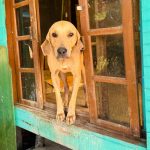DIBEA e GOR realizam feirinha de adoção especial no dia 16 com cães acolhidos pelo município