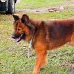 DIBEA e GOR realizam feirinha de adoção especial no dia 16 com cães acolhidos pelo município