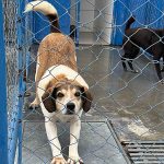 DABA de Itapema tem 40 animais à espera de um novo lar e reforça campanha de adoção responsável
