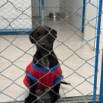 DABA de Itapema tem 40 animais à espera de um novo lar e reforça campanha de adoção responsável