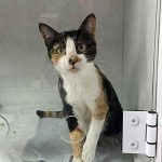 DABA de Itapema tem 40 animais à espera de um novo lar e reforça campanha de adoção responsável