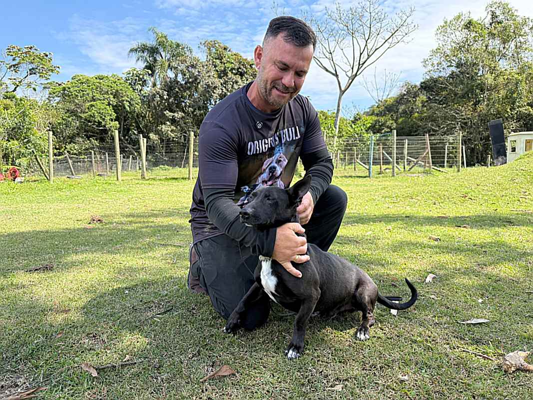 Após maus-tratos e ressocialização, cães ganham nova chance e procuram um lar em Itapema