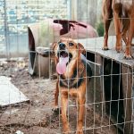 DIBEA coordena ação de cuidado a 35 animais e apoio a moradora de Itapema
