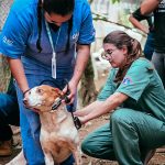 DIBEA coordena ação de cuidado a 35 animais e apoio a moradora de Itapema