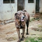 DIBEA coordena ação de cuidado a 35 animais e apoio a moradora de Itapema