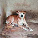 DIBEA coordena ação de cuidado a 35 animais e apoio a moradora de Itapema
