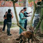 DIBEA coordena ação de cuidado a 35 animais e apoio a moradora de Itapema